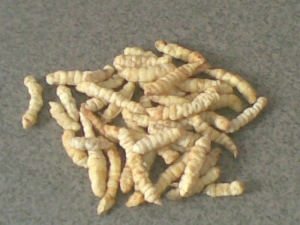 便秘能吃冬虫夏草吗