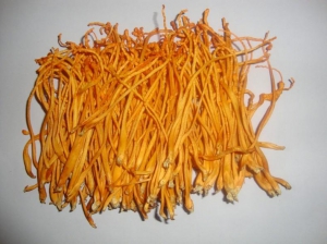 可以补肾的中药材